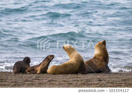 Sea lions mothers and babies, Peninsula Valdes, Patagonia Argentina. Sea lions mothers and babies, Peninsula Valdes, Patagonia Argentina. 101554117