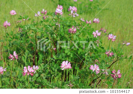 Cute Astragalus flowers blooming in rice fields 101554417