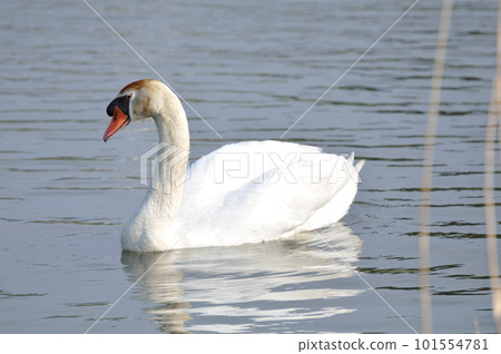 Mute swan swimming in a lake 101554781