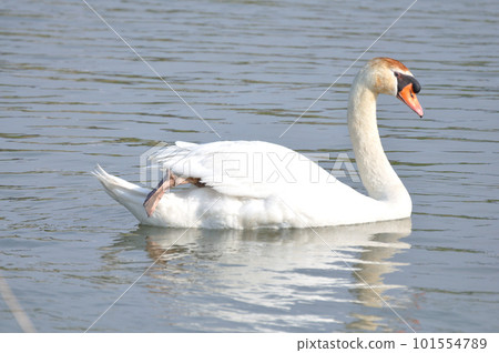 疣鼻天鵝在湖中游泳 疣鼻天鵝在湖中游泳 101554789
