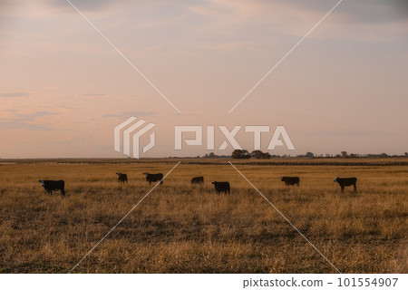 Cows grazing at sunset, Patagonia, Argentina. 101554907
