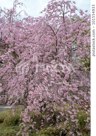 Weeping cherry blossoms in full bloom, Omiya Hananooka Park, Saitama City 101554933