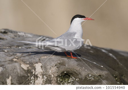 Sandwich Tern in flight, Patagonia Argentina. Sandwich Tern in flight, Patagonia Argentina. 101554940