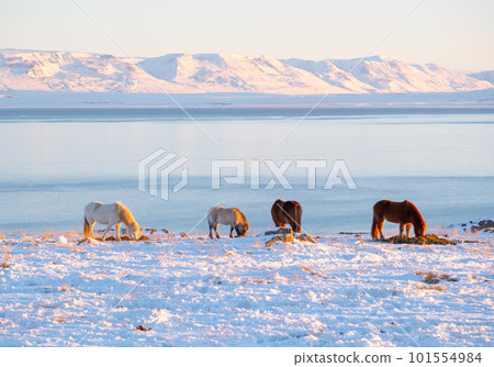 Horses at Winter Icelandic Highlands. Rural Animals in Snow Covered Meadow. Pure Nature in Iceland. Frozen North Landscape. Icelandic Horse. Ecologically Clean Area. 101554984