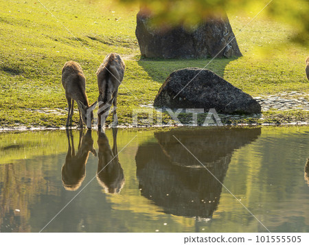 Deer in Nara Park drinking water from the pond Deer in Nara Park drinking water from the pond 101555505