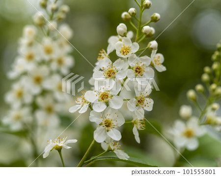 窒息櫻桃的白花 101555801