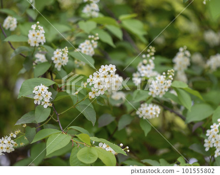 窒息櫻桃的白花 101555802