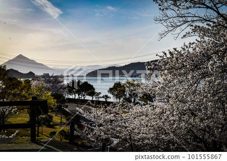 福井縣大井町圓山公園春景 福井縣大井町圓山公園春景 101555867
