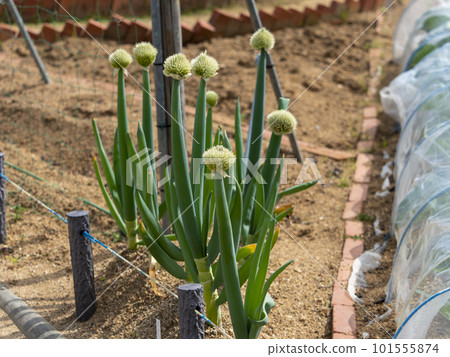 田裡種植的長蔥和剃過的蔥 101555874