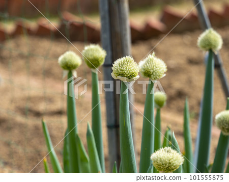 田裡種植的長蔥和剃過的蔥 101555875