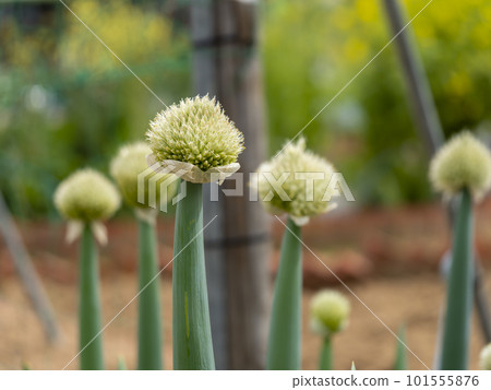 田裡種植的長蔥和剃過的蔥 101555876