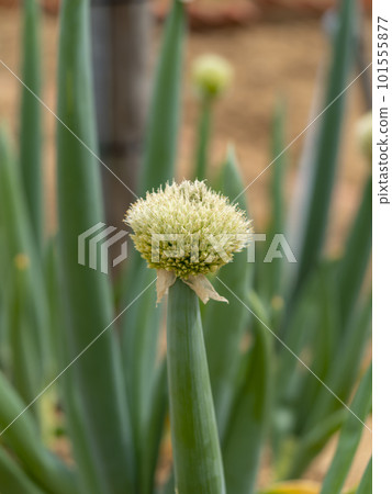 Long green onion and green onion shaved planted in the field 101555877