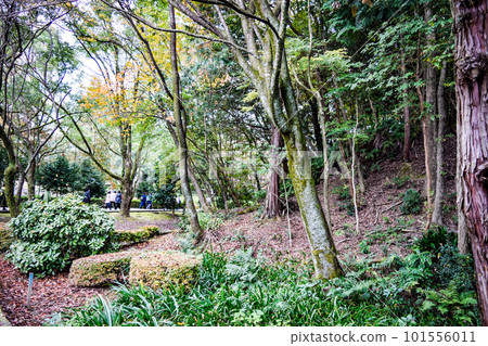 Late autumn scenery of Biwako Cultural Park, Shiga Prefecture Late autumn scenery of Biwako Cultural Park, Shiga Prefecture 101556011