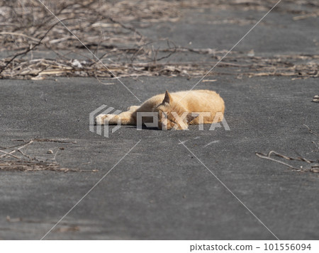 Stray cats playing sunny fields Stray cats playing sunny fields 101556094