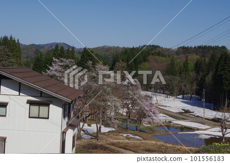 櫻花的顏色為梯田增添了色彩 101556183