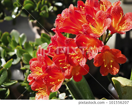 Clivia flower with water droplets Clivia flower with water droplets 101556207