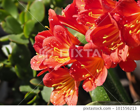 Clivia flower with water droplets Clivia flower with water droplets 101556213