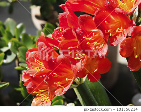 Clivia flower with water droplets Clivia flower with water droplets 101556214