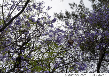mexican jacaranda flower 3 101556243