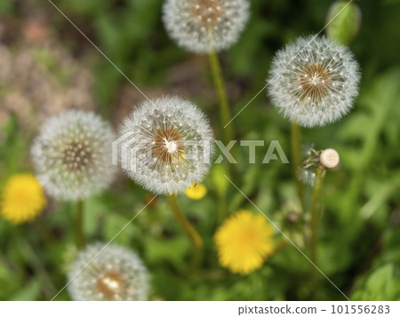 有絨毛的蒲公英花 有絨毛的蒲公英花 101556283