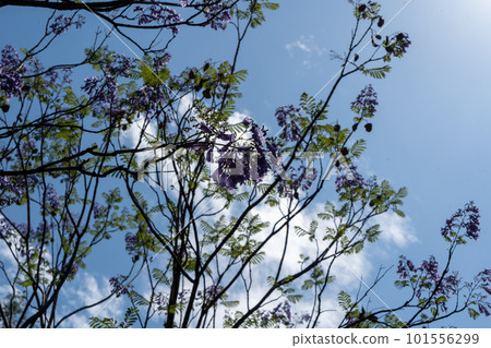 墨西哥藍花楹花 17 101556299