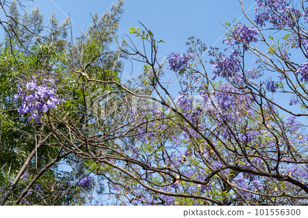 墨西哥藍花楹花 18 101556300