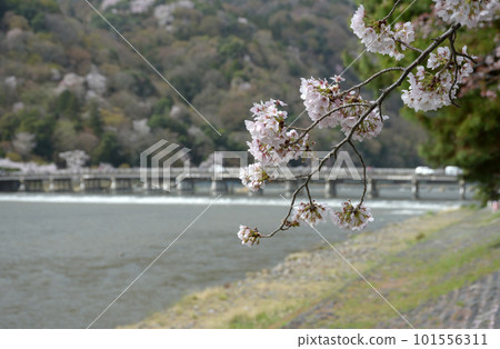 Arashiyama in spring, Togetsukyo Bridge, Nishikyo Ward, Kyoto City Arashiyama in spring, Togetsukyo Bridge, Nishikyo Ward, Kyoto City 101556311