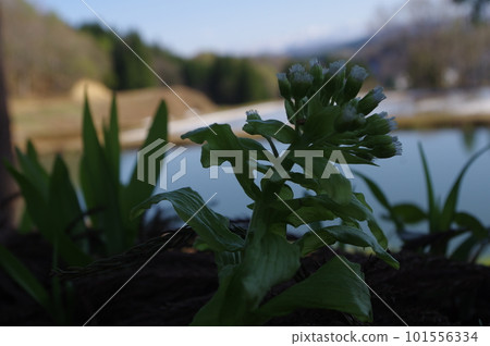 Living in terraced rice fields Living in terraced rice fields 101556334