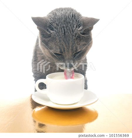 Gray cat drinks fresh milk from a white cup. homemade breakfast concept with favorite animal 101556369