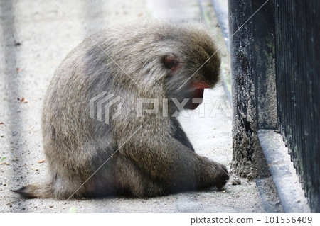 monkey staring at something 101556409