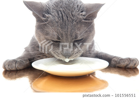 gray cat drinks fresh milk from a white plate. homemade breakfast concept with favorite animal 101556551