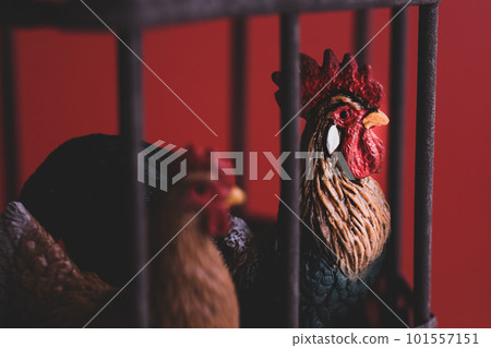 Chicken bird flu image material Chicken bird flu image material 101557151