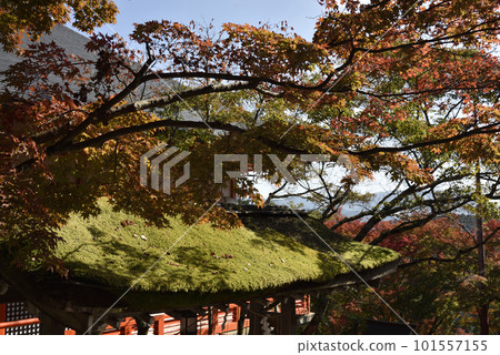 Kurama-dera Momiji in front of Tenhorindo Kurama-dera Momiji in front of Tenhorindo 101557155