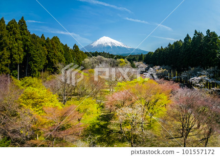 Mt. Fuji in Spring 101557172