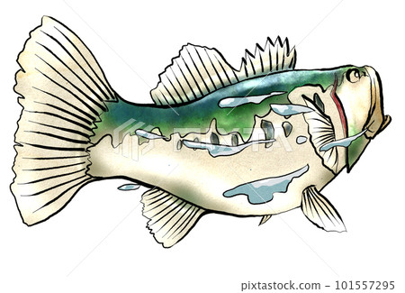 游泳黑鱸的插圖 游泳黑鱸的插圖 101557295
