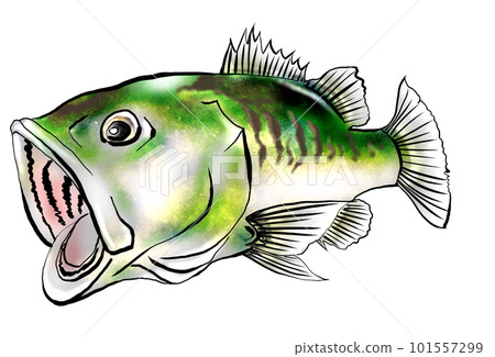 Black bass watercolor style illustration Black bass watercolor style illustration 101557299