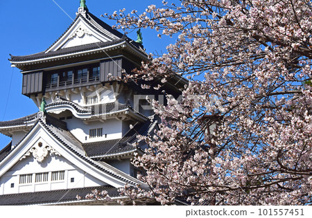 Castle and cherry blossoms Kokura Castle, Kitakyushu City, Fukuoka Prefecture Castle and cherry blossoms Kokura Castle, Kitakyushu City, Fukuoka Prefecture 101557451
