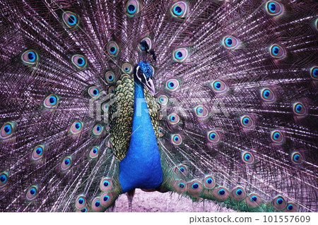有美麗羽毛的孔雀 101557609