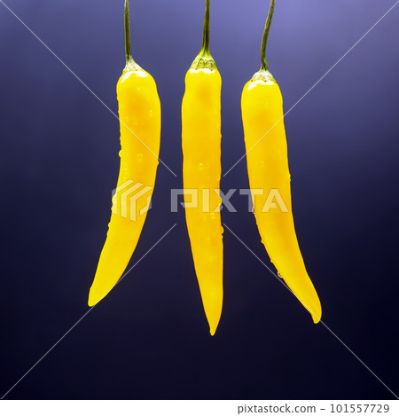 yellow hot chili on a dark background. Pepper. Vegetable vitamin food. yellow hot chili on a dark background. Pepper. Vegetable vitamin food. 101557729