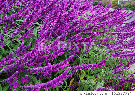 Landscape with amethyst sage Landscape with amethyst sage 101557784