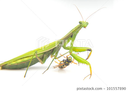 praying mantis is fighting a wasp close-up on a white background. Hunting in the world of insects. Prey for eating insects 101557890