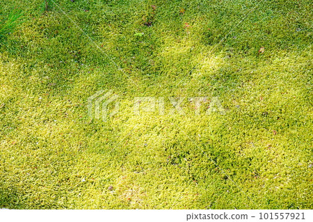 Kyoto moss garden background 101557921