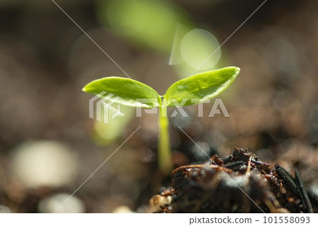感受春天的植物發芽 101558093