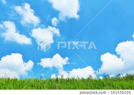 夏天的藍天和新鮮的綠色草地景觀 101558105