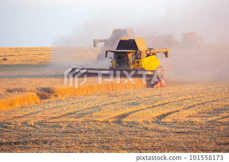 The harvester is harvesting wheat in the field. grain preparation. 101558173