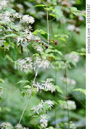 White flowers of Momijikaramatsuso 101558587
