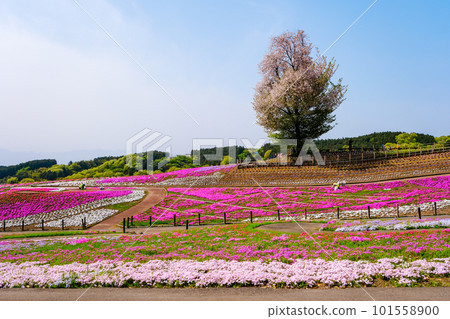 Cherry blossoms and mushrooms Cherry blossoms and mushrooms 101558900