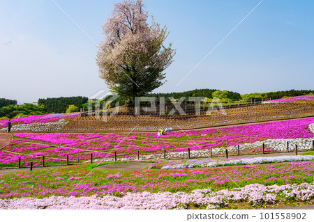 野櫻桃和馬賽克 101558902