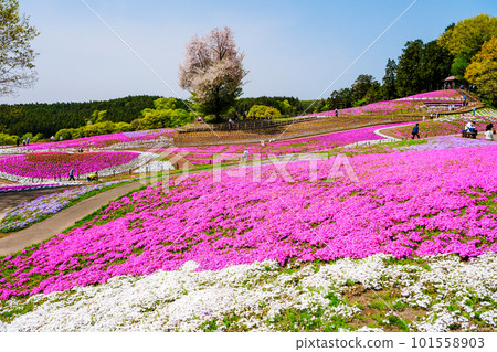 芝和櫻花 101558903