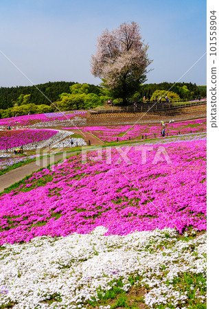 野櫻桃和苔蘚福祿考（垂直） 101558904